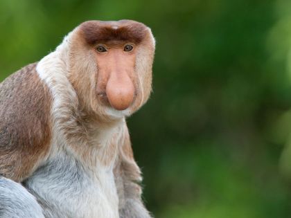 Male proboscis monkey